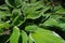 Top view of the green leaves of the hosts.