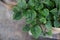 Top view green leaves of indoor plant in pot. Fresh green basil leaves. Mint green plant. Nature background Modern indoor plants,