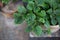 Top view green leaves of indoor plant in pot. Fresh green basil leaves. Mint green plant. Nature background Modern indoor plants,
