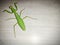 Top view of Green locust aka grass hopper