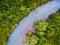 Top view of green mangrove forest with blue red river