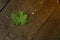 Top view of a green maple leaf lying on wooden boards