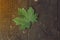 Top view of a green maple leaf lying on wooden boards