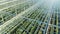 Top view of green plants growing in the greenhouse