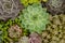 Top view of green and purple Echeveria succulent plants garden