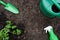 Top view of green scoop, spray bottle, watering can and tomato seedling on the ground