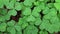 Top view on green shamrocks, wood sorrel Oxalis acetosella in the forest closeup background