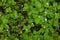 Top view of green strawberry sprouts, being located at vegetable garden, waiting for fruit, many blossom petals being on