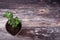 Top view of green trendy small succulent plant growing in new soil on a weathered wooden tabletop background