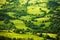 Top view on green Tuscany landscape, Italy