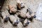 Top view of group of brown cute pups looking up