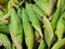 Top view of group corn as a background.