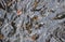 Top view of group of fishes gathering together and open their mouth for food in the lake