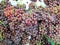 Top view of group fresh ripe red grape isolated.