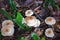 Top view of a group of gymnopus mushrooms