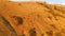 Top view of group of horses grazing on mountain slope in spring. Shot. Top view of grazing horses on the slope