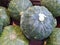 Top view of group japanese pumpkin as a background for sale in the market