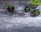 Top view of growing green succulent plants in different alternative hipster plant pots on rustic wood background