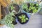 Top view of growing vegetables and fruits. Leaves of plants. Strawberries, peppers, and tomatoes in pots