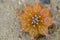 Top view Gymnocalycium Mihanovichii cactus growing in a sand land with a dry place background