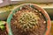 Top view of gymnocalycium saglionis cactus, ornamental exotic plant with curvy spines grown as houseplant