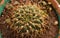 Top view of gymnocalycium saglionis cactus, ornamental exotic plant with curvy spines grown as houseplant