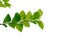 Top view Hakka tea plant leaves with branches on white isolated background p