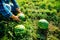 top view hands farmer with three watermelons.