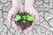 Top view of hands holding a small green plant growing in brown healthy soil over cracked soil surface background.