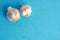 Top view of the head of garlic isolated on blue background