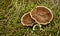 Top view healing mushrooms close up. Trametes versicolor mushroom. multicolored circles on mushroom head. polypore mushroom