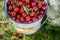 Top view of healthy sweet cherries in the white bucket