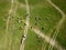 Top view of heard of cattle and old tractor on the pasture