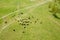 Top view of heard of cattle on the pasture