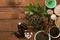 Top view of the herbs, spices, pills on a wooden surface