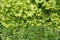 Top view of herbs with water drops: basil, salad, fennel