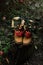 Top view of hiking boots with red berries and leaves standing on the stump in the forest.