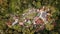 Top view of the Hill Resort surrounded by the rainforest in Lenggong during sunrise.