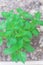 Top view homegrown Elsholtzia ciliate or Vietnamese balm at backyard garden near Dallas, Texas, USA