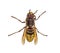 Top view of a Hornet, Vespa Crabro, isolated