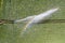 Top view of a hose watering a large green field with white flowers, creating a raibow
