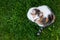 Top view of house calico cat sitting in grass