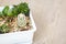 Top View House plants with cactus and succulents in white pot. Unique indoor plant decor. Happy planting mixed cactus succulent