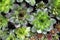Top view of houseleeks Sempervivum succulents