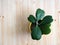 Top View of a Hoya Cactus with Heart shaped Leaves in a Flower pot on Wooden Background