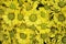 Top view huge colorful yellow chrysanthemum flowers group blooming in garden