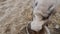 Top view: A huge gray boar eats an apple in a barn