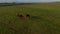 Top view of icelandic highlands with horses herd peacefully grazing. Birds eye view of iceland countryside at sunset