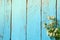 Top view image of daisy flowers on blue wooden table. vintage filtered