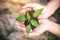 Top view image of hands holding soil and small tree to grow